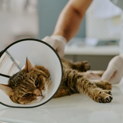 Veterinarian examining the cat wearing cone on examination table, ensuring health and wellbeing of the feline patient. Veterinary care being provided to the cat