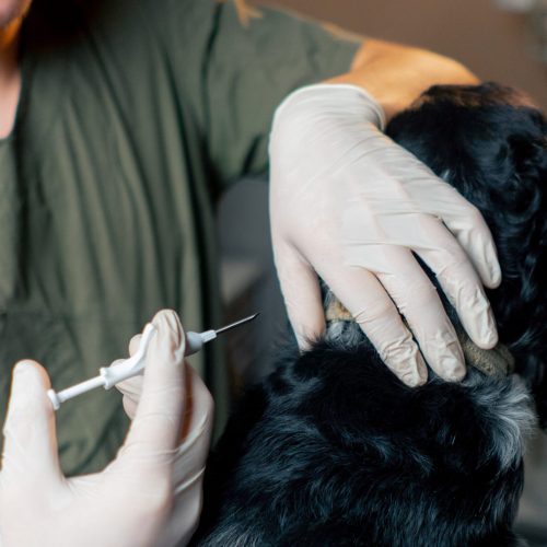 close up in a veterinary clinic the process of micro chipping a black dog at the withers