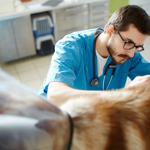 Serious vet examining one of his patients in clinic